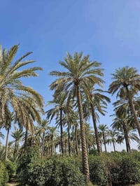 المنصورية ديالى • ٣٫٥ دونم • برتقال ونخيل