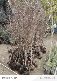 اشجار فواكه • اشجار عالية • قضاء الدور