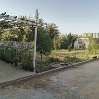 بستان كربلاء • دونم واحد • سند نوع ٢٥