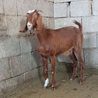 حليب • عشار ١شهر٢٠يوم • قريه جريجب