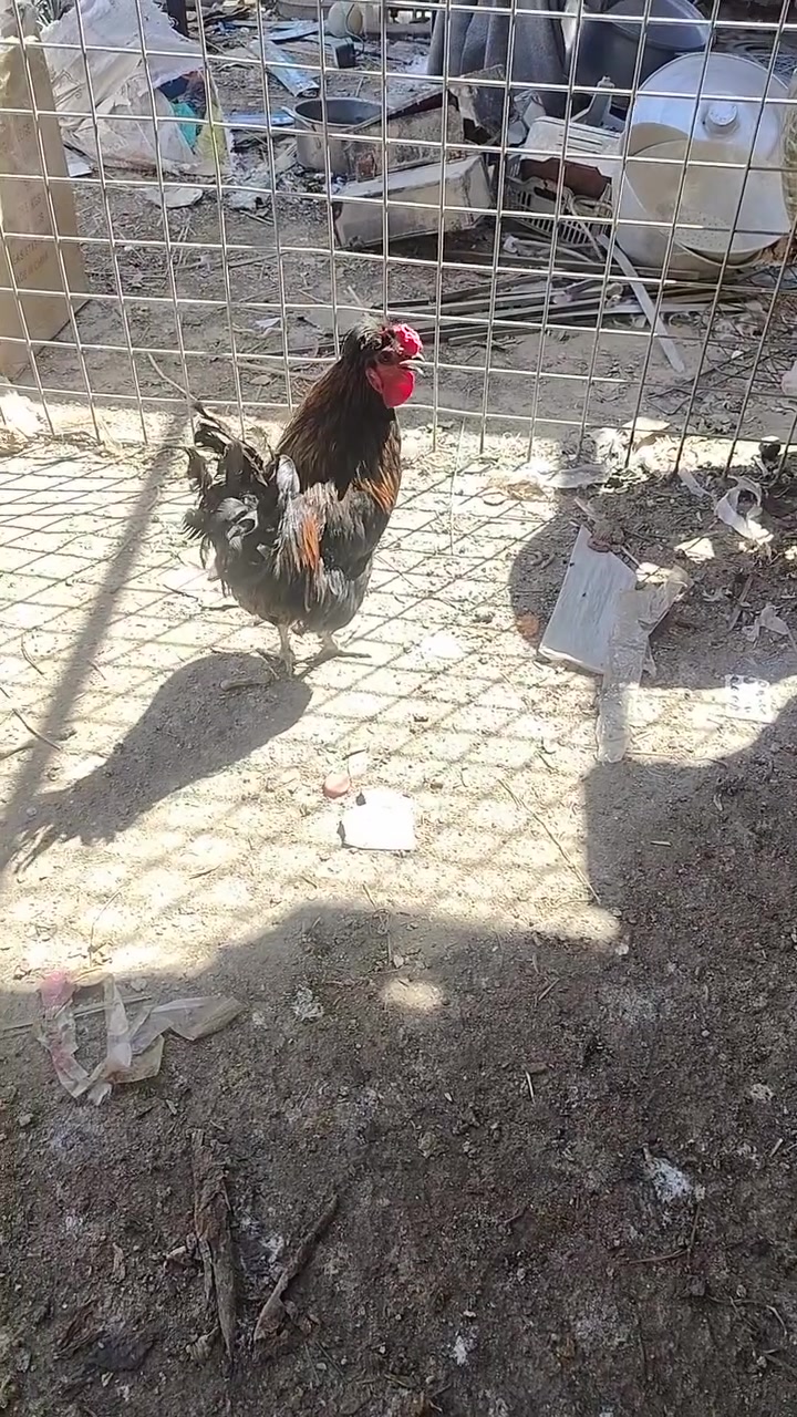 متاح ديك عرب نصاحه خير من الله السعر 9 الف مكاني هيت


**إذا كنت صاحب هذا الإعلان وتريد حذفه لأي سبب، رجاءا أرسل رسالة إلى الدعم الفني**