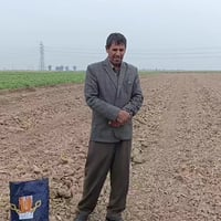 ذرة فرات • انتاج وفير • موسم ربيعي