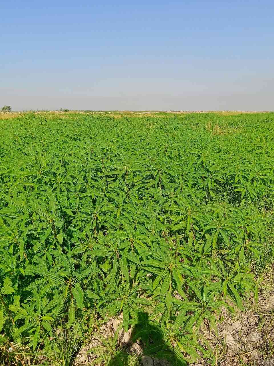15دونم سيسبان ضمان حش أو سراحه المده شهر ***********او*********** واسط الزبيديه ام سنيم

