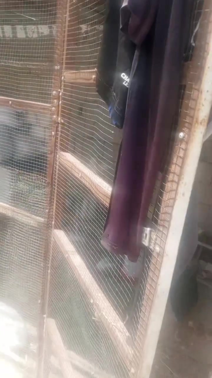 سلام عليكم محميه الطول 5 العرض 2 وربع الارتفاع 2ونص
كله جديد ونضيف مكاني شطره طريق بني زيد وسعره بلاش 150
ترهم مال طليان مخزن أو دجاج كلشي ترهم الشراي يخابرني أو يراسلني واتساب ***********
