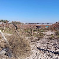 بستان عنب • ٤ دوانم • الدجيل