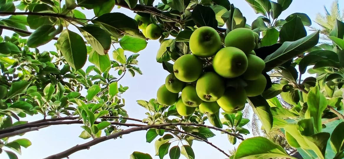 السلام عليكم يتوفر لدينا شتلات تفاح أرتفاع الشتله  1 متر 
ولا يوجد توصيل 
المكان: ناضم ضم رقم 4  قرب محلات سيد صادق 
وللتواصل على الرقم( ***********)
(واتساب***********)....
