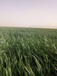 السلحوبيه • ١٤٥ دونم • مرش محوري