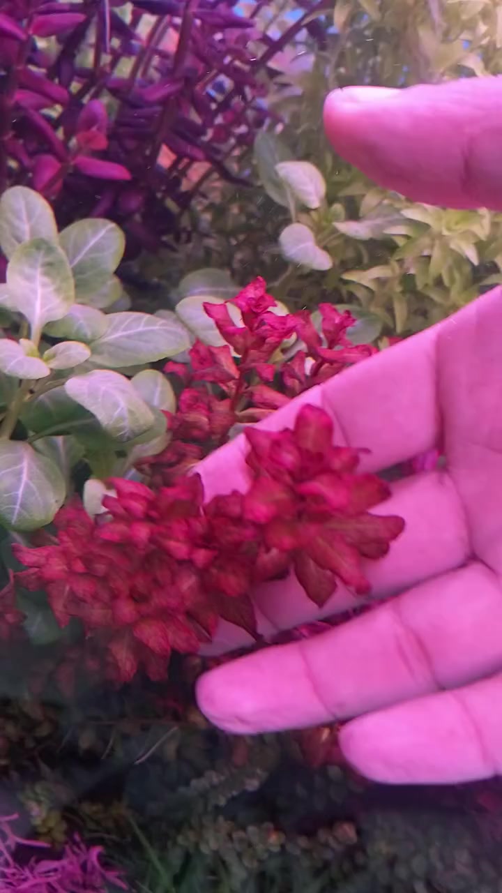 مجموعة نباتات هايتك 6 أعواد ب5 ألف مكاني بغداد الجديدة ***********
