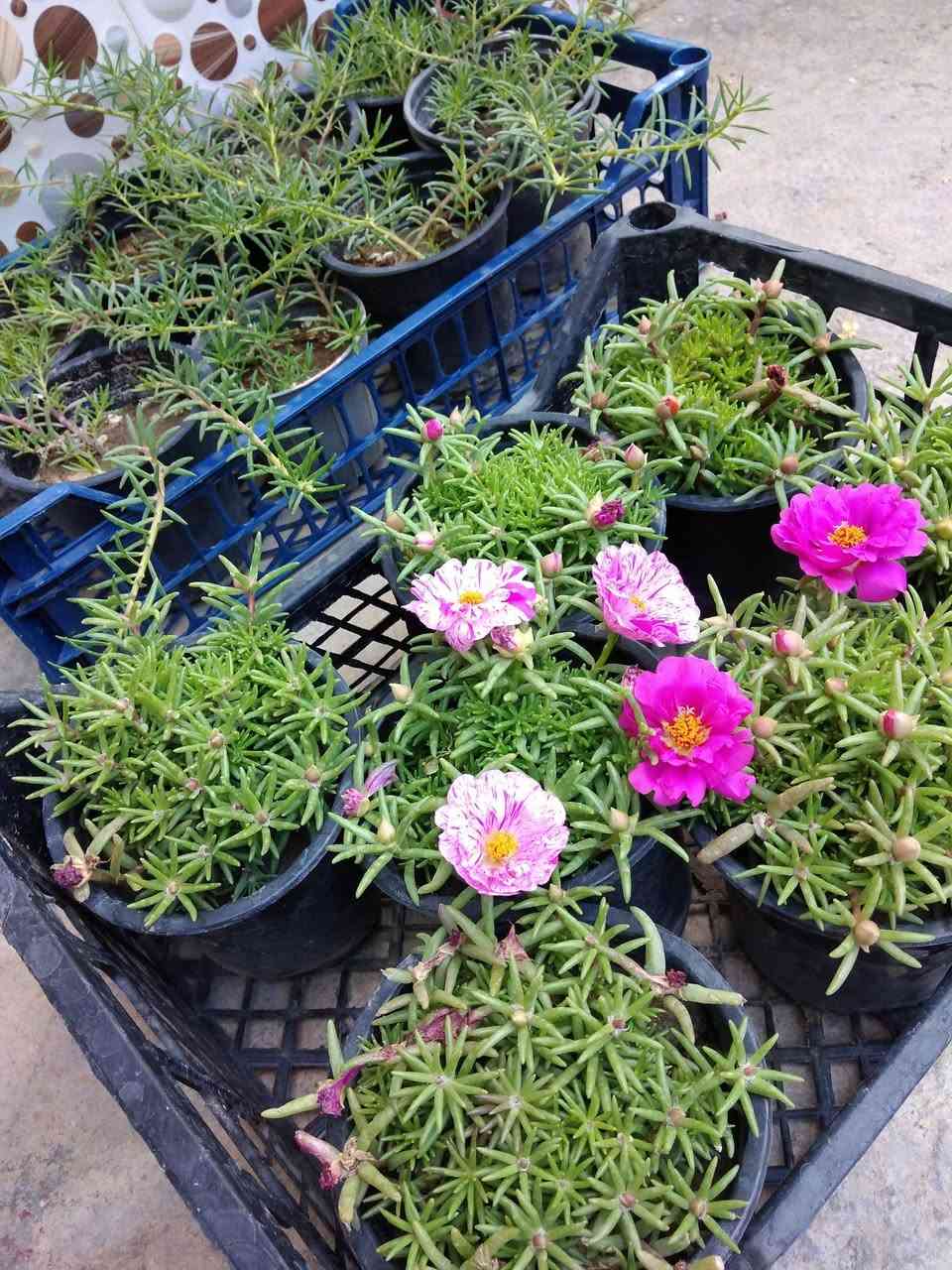 جمال ورد الصباح السعر الف فقط 🌺
✨ ورود يومية بأجمل الألوان
🚚 توصيل مجاني داخل هبهب
📍 أقرب نقطة دالة: قرب مدخل المجمعات
📩 للطلب مراسلتنا خاص


**إذا كنت صاحب هذا الإعلان وتريد حذفه لأي سبب، رجاءا أرسل رسالة إلى الدعم الفني**