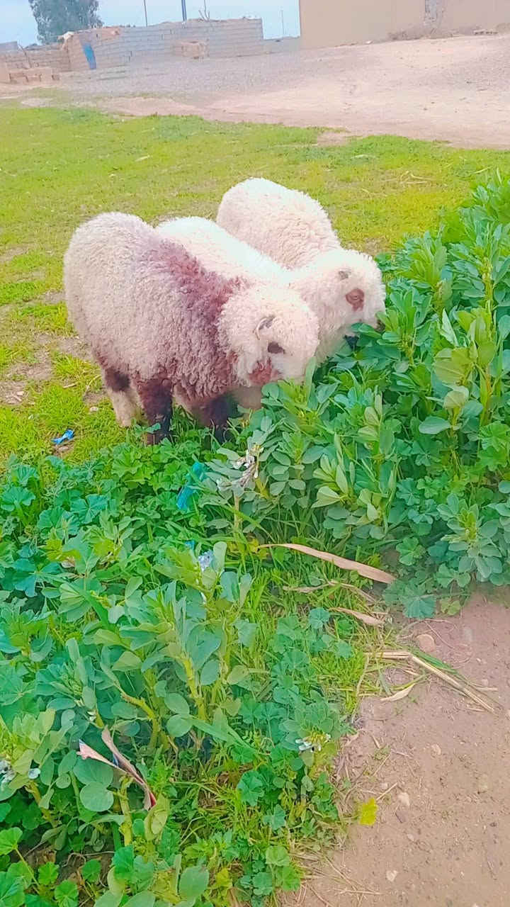 تبارك الرحمن صلي على محمد اخوان طليان العدد3فول خشنات ونشطات ناصحات شرط النصاحه ثلاتثهن فحله متوجهات وين شرايهن بس تربط وحسن من الصور شوف العين مكانهن الزاب الشراي يتصل ويدلل ***********
