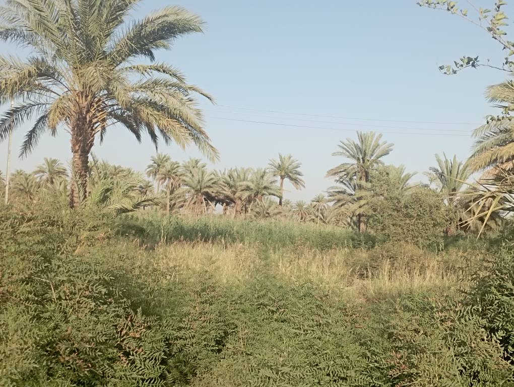 سلام عليكم يتوفر 5دونم ملك صرف سند عثماني سنتر على شط موقع مميز قرب أثار بابل سعر 600مليون إلي يحب يتواصل رقم الهاتف ***********. يتوفر ارض 4دوانم شاطيه سعر 260مليون حلة, بابل
