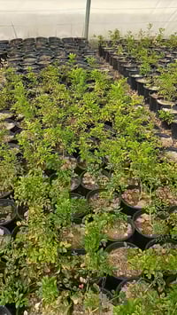 ياسمين الموريا • الدورة بغداد • تسييج