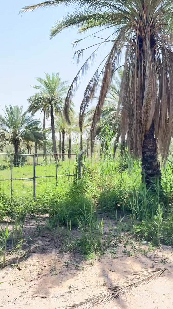 سلام عليكم دونم طابو زراعي سند 25 للبيع العنوان المدائن منطقة الجعارة وجه 25 نزال 100 الاستفسار ***********
