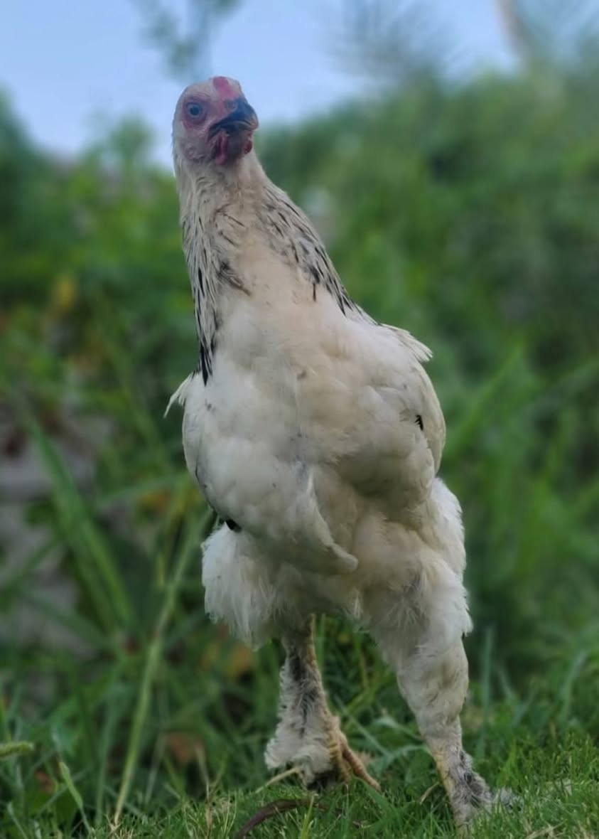 🐔 متاح دجاج سيت برهما خط 2   
📌 العدد: 3
📌 ع وجه مبياض 
💰  سعرهم 80 وبيهم مجال   
💪 صحة ونشاط خير من الله 

📩 للاستفسار اتصل *********** وبيك خير ودلل
