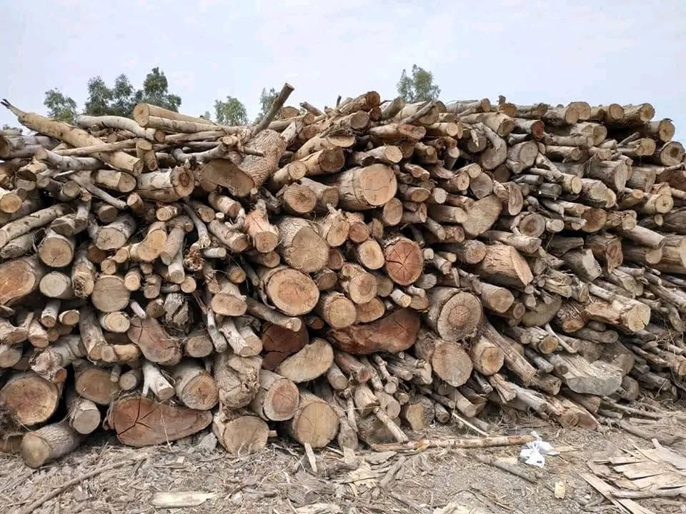 السلام عليكم 
مستعدون لقطع الأشجار التالفه 
وشراء الأشجار 
***********
***********
