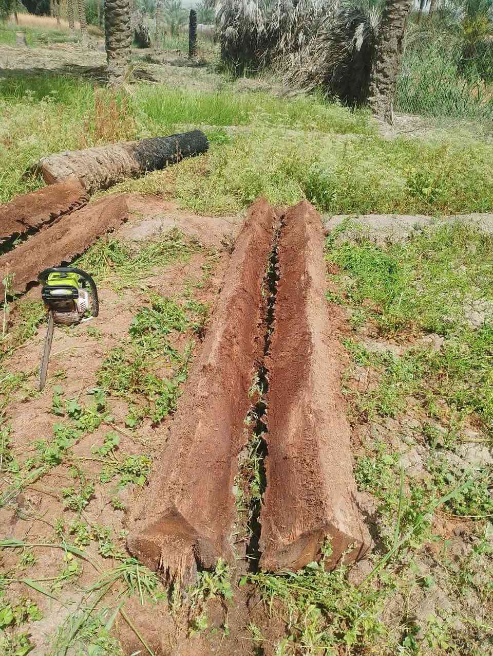 السلام عليكم (اخوان الي يحتاج فلاح من البصره موجود خوش ولد وفقير يشتغل تلقيح نخل تكريب ترتيب حدائق قص الاشجار حرث الحدائق والبساتين زراعه ثيل كلشي يشتغل للتواصل هاذ رقمه‏ ‪***********‬‏ @إشارة
