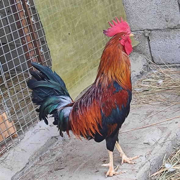 سلام عليكم متاح دجاج عرب اصلي العراقي رس القديم  
سيت شمسي ديج وثنين دجاجات  عرف سيافي  
+ زوج دجاجات ورد باكلة حلال شرط صحه ونضافة ولبيض مكاني العمارة ماجدية توصيل موجود حسب التفاق  
***********
