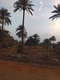 دونم ونص • نخيل • سند ٢٥