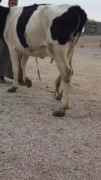 بسم الله الرحمن الرحيم اللهم صلِّ على محمد وآل محمد دابه لجبه واحد على...