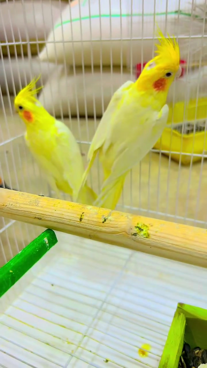 كلشي وسعره ***********
