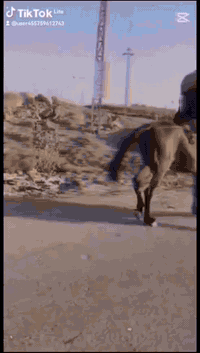 فرس مع مهره البيع سعر مليون ٩٠٠ بيه مجال  عنوان الديوانيه *********** تواصل عل واتساب مكلف بل نشر
