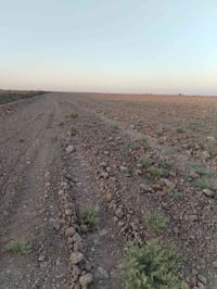 كوت واسط المزاك • كاع زراعي • عقدين