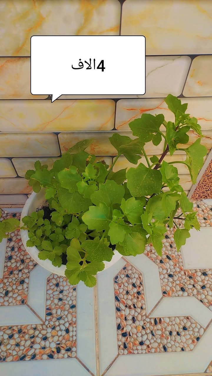 للبيع


**إذا كنت صاحب هذا الإعلان وتريد حذفه لأي سبب، رجاءا أرسل رسالة إلى الدعم الفني**