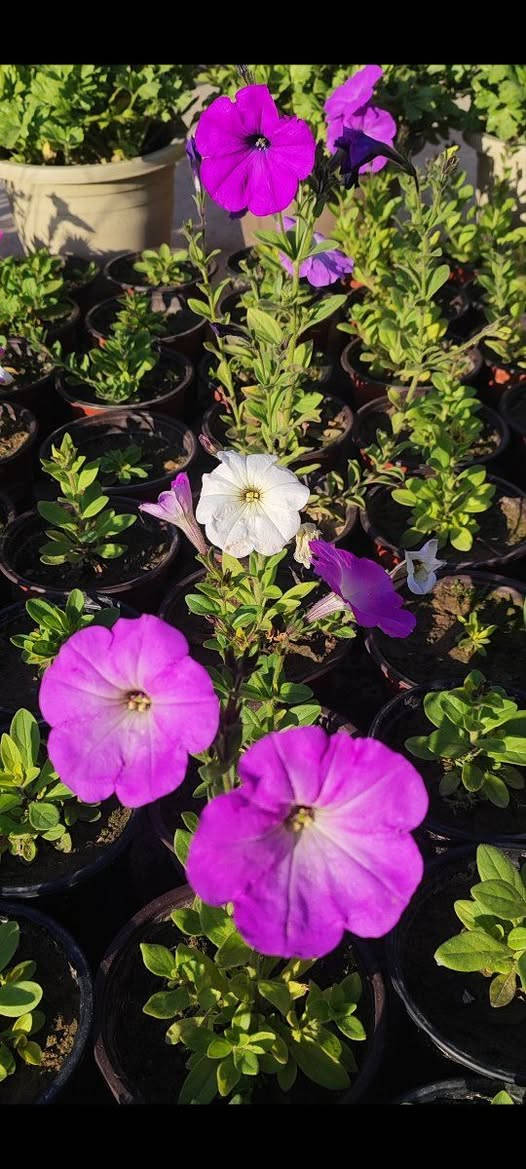 بيتونيا موسمي يستمر بالتزهير لغاية فصل الصيف وينتج بذور في نهاية الموسم 
سعر السندان الف دينار 
توصيل فقط لاغلب احياء الموصل 
للطلب يرجى مراسلة الصفحة


**إذا كنت صاحب هذا الإعلان وتريد حذفه لأي سبب، رجاءا أرسل رسالة إلى الدعم الفني**