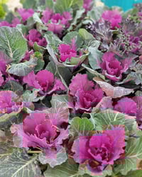 نباتات خارجية • نباتات ظلية • توصيل سريع