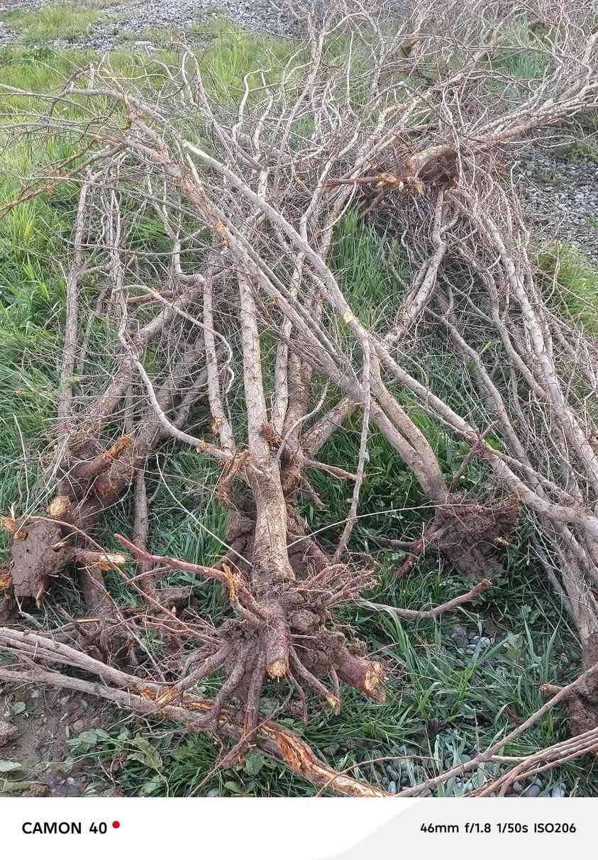 يوجد أشجار مشمش مطعم من ارقئ نوعيات المشمش للبيع المكان قرية الذيبانية مقابيل الحقل بداية القرية /‏‪***********‬‏متواجد ليل ونهار/وألاسعار مناسبة جدآ لحك قبل لايخلص
