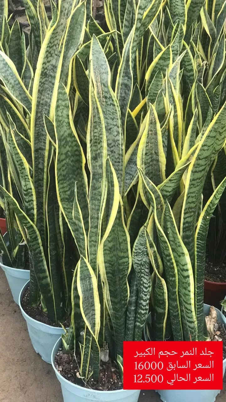 بابونج 🌼
الاسعار داخل كل صورة 👇🏻
يوجد لدينا خدمة توصيل لكافة احياء مدينة الموصل 
***********
