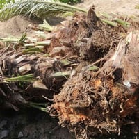 ٤ فسائل • نخيل • خستاوي