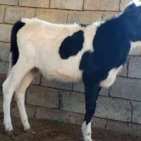 بچر فريزي • ٧شهر • الشرقاط