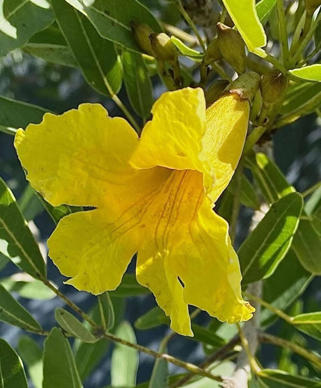 🌳✨ يتوفر الآن في مشتل الشاهين الزراعي
شتلات شجرة التايبوبيا الصفراء الذهبية ✨🌼

من أجمل أشجار الزينة المزهرة التي تتميز بأزهارها الذهبية الكثيفة والمنظر الخلاب وقت التزهير 🌞
تعطي لمسة استوائية فاخرة للحدائق والشوارع والواجهات المنزلية 🌿

🔸 سريعة النمو نسبيًا
🔸 مناسبة لأجواء بغداد والمناطق الحارة
🔸 تزهر بألوان صفراء ذهبية جذابة
🔸 تصلح للحدائق والمتنزهات وأمام المنازل

💰 سعر الشتلة: 6000 دينار فقط

📍العنوان: بغداد – الدورة – الشارع المقابل لعلاوي الرشيد
قرب شركة دجلة للمشروبات الغازية – خلف منطقة أبو دشير

📞 الهاتف وواتساب: ***********

🌱 مشتل الشاهين الزراعي
كل ما تحتاجه من أشجار مثمرة وزينة ونباتات نادرة 🌿
