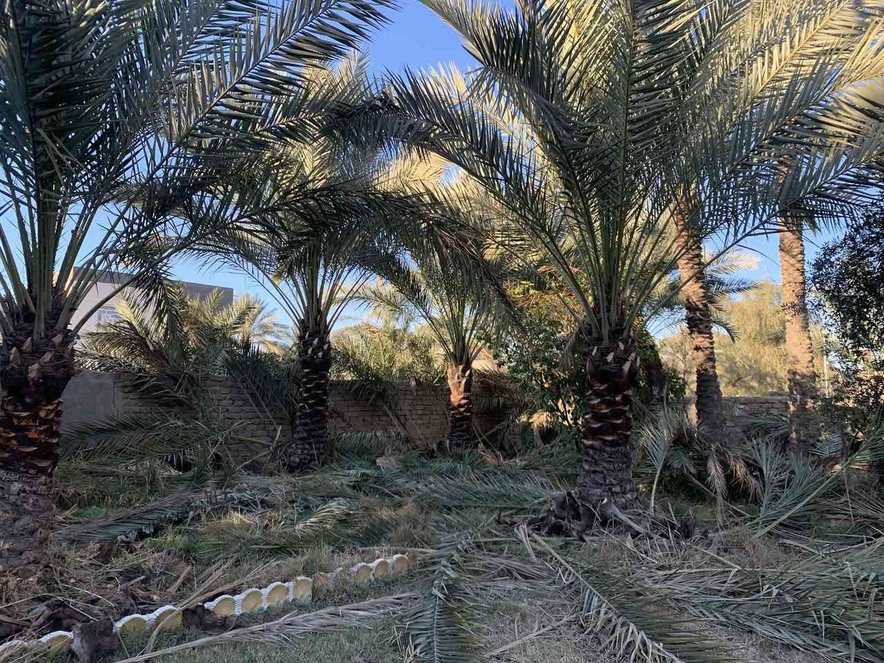 مجاناً مجاناً
متوفر كرب + طراف لمن يرغب يجي يأخذنهم مجاناً كميه خير من الله 
العنوان : النيل / قرية العمار / قرب الخط السريع للمعلومات ***********

