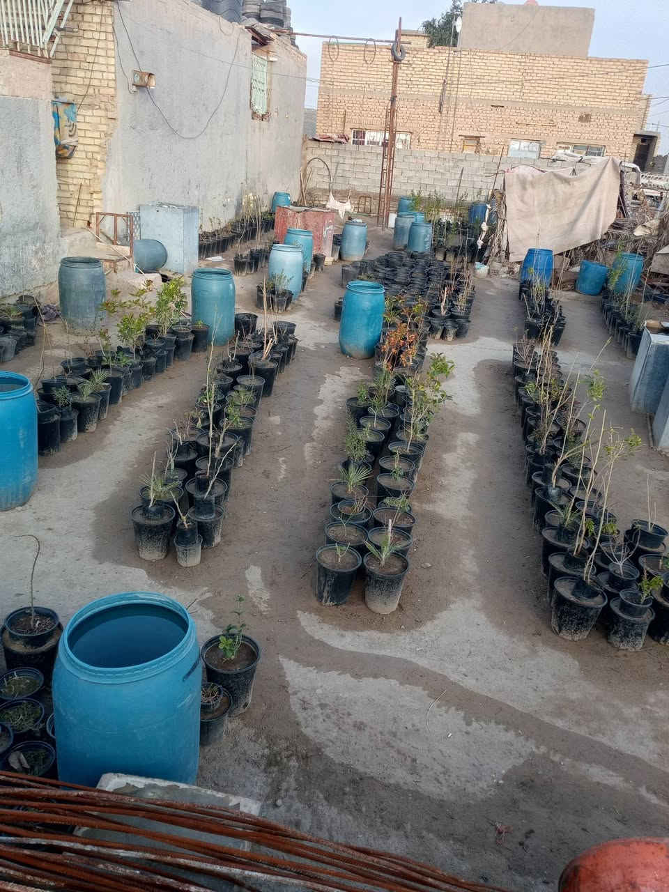 السلام عليكم ورحمة الله وبركاته وبعد مشتل الحوراء في منطقة السطعش  الشتلات والاسعار ورد الصباح خمس مائة ألف الياس العراقي  الصبار التيني جلد النمر الف وربع  الزيتون الرمان الاوليفيره  والجهنمي والكابرس والفكس  والددونيه والبخور وورد الجوري المحمدي والشبوي وسته من سنادين الثيل الهندي وشجرة الواشنطن الفين دينار  الحمضيات كبيرات والتين والاكاسيا المصريه والافريقيه  ورمان القزمي والمينه والمطاط والامزون الظلي  الفين وخمسمائة دينار للاتصال ***********  والثاني *********** ومن الله التوفيق والنجاح الدائم
