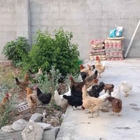 مریشک • كوردی • عەربەت