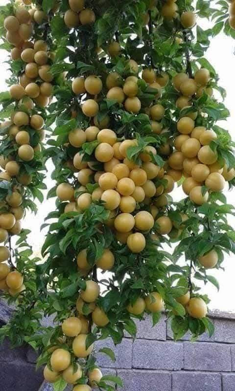 الو. ذهبي باذنجاني ودموي.
كل ٢ ب ٥.
للحجز والاستفسار الاتصال على الرقم *********** جاسم الخليفاوي العنوان الخالديه شارع العام مقابل بلديه الخالديه
