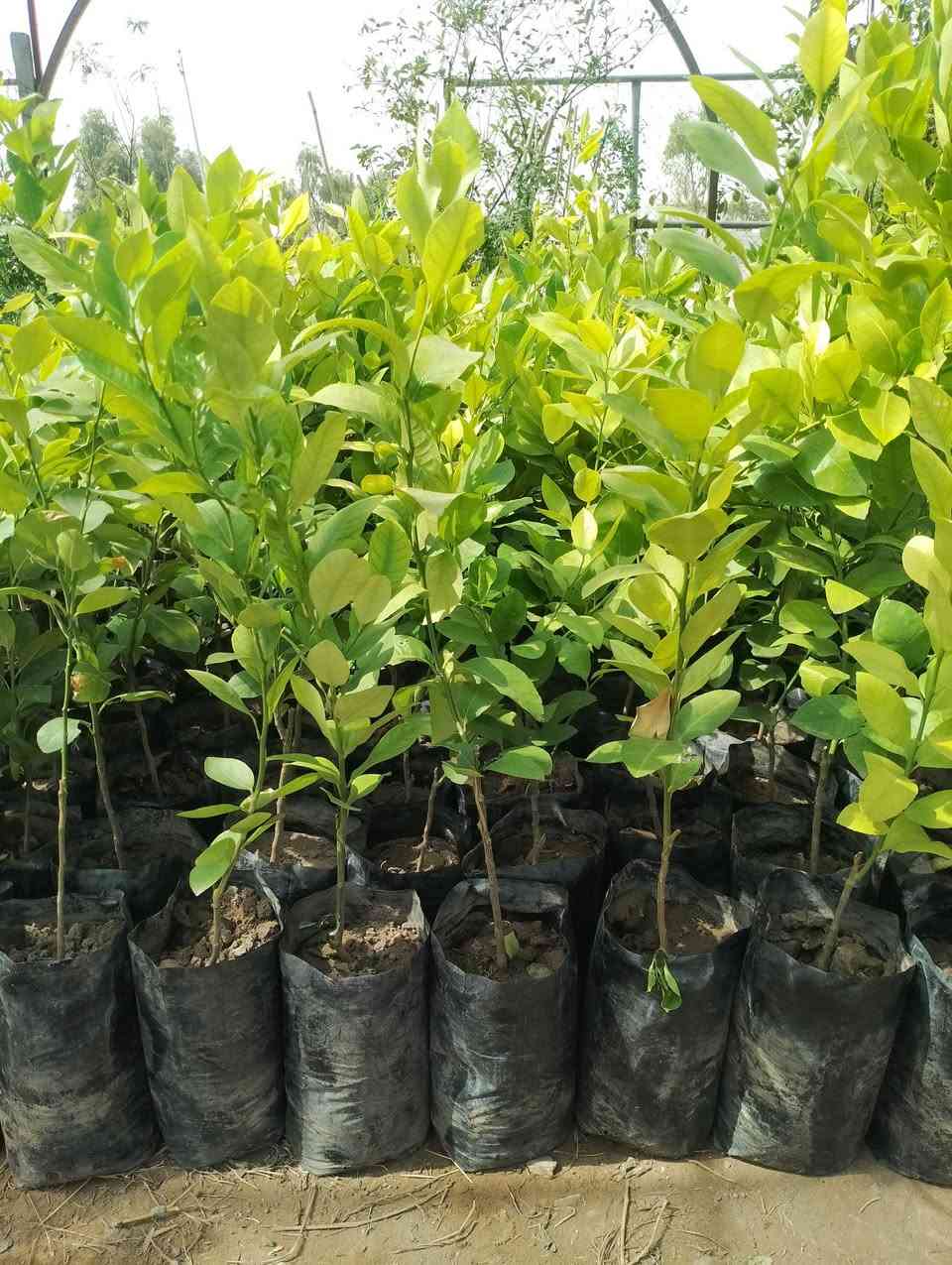 عرض خاص لمدة محدودة 

النومي حامض 🍋 العراقي.. توفر لدى مشتل الزهور  بسعر الف دينار. فقط.     كمية محدودة.   سارع بلحجز  كنعان مجاور محطة ازاد زورونا وكل الهلا بيكم 
***********
