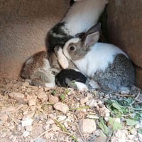 افراخ ارانب • ١٢ فرخ • للبيع