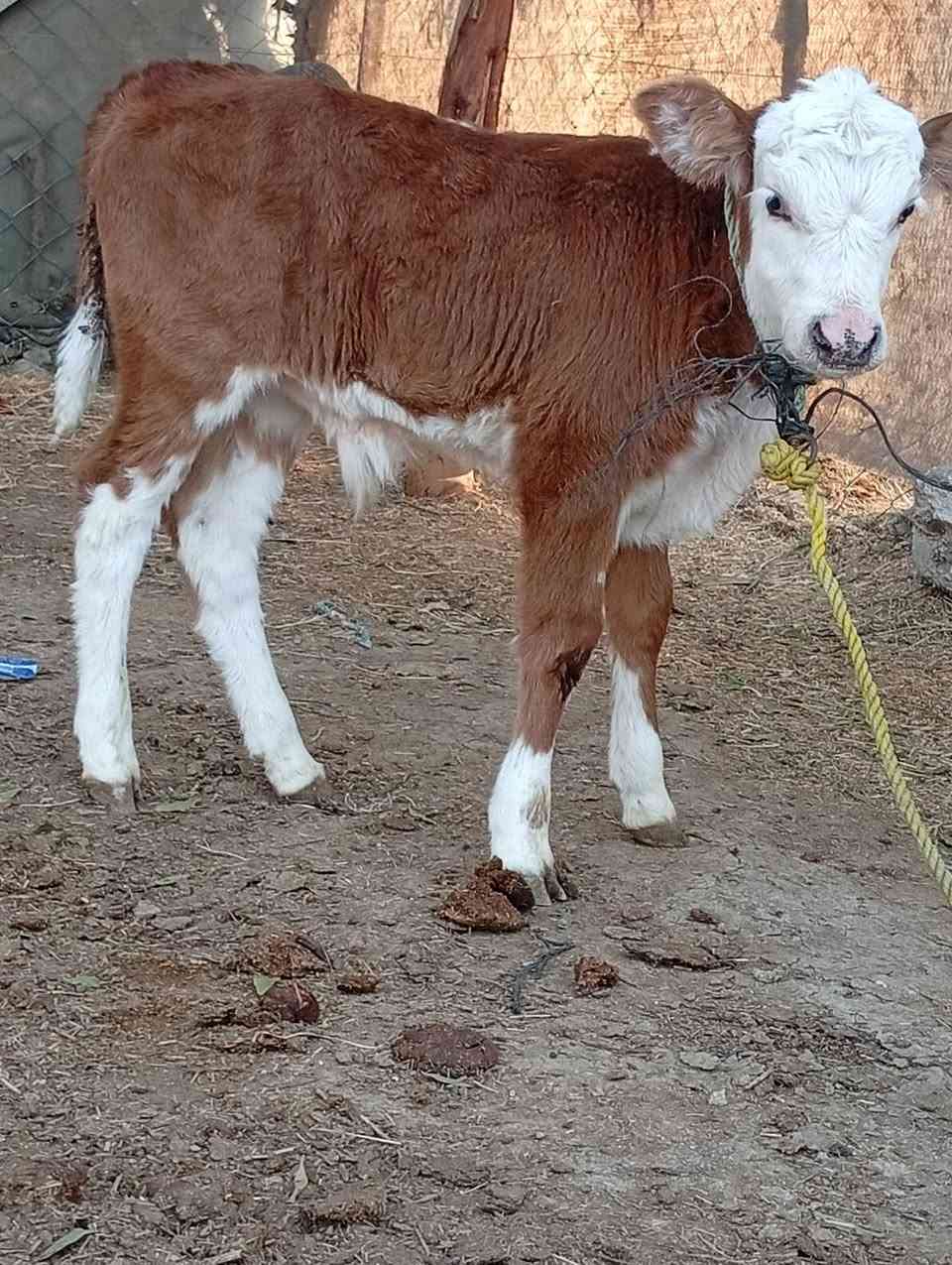 بقره هوشتاين الماني خشنه عملاقه وراهه عجل فحل سمنتال اجم الاصلي ماعون وشطر خباب متعهده بكافه شروط الجني بابل ناحيه الشوملي السعر مناسب ٢٩٥٠ للاتصال *********** واتساب *********** يوجد توصيل لبعض المحافظات وحسب الاتفاق
