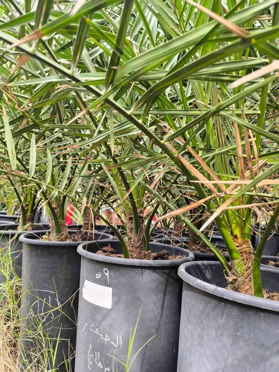 السلام عليكم اخوان نعرضلكم فسال برحي نسيجي مختبر بريطاني الراغب بلشراء العنوان واسط قضاء الصويرة للاستفسار اتصل على الرقم التالي ***********
