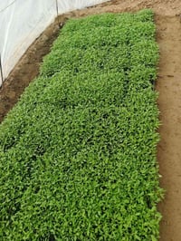 توجد طماطه دايه النوع الرند العرموطيه الشراي الاتصال 07814562235 المكا...