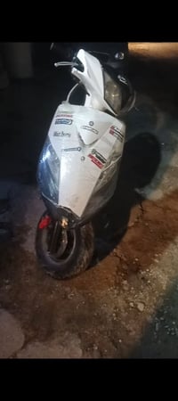 ثعلب • للبيع