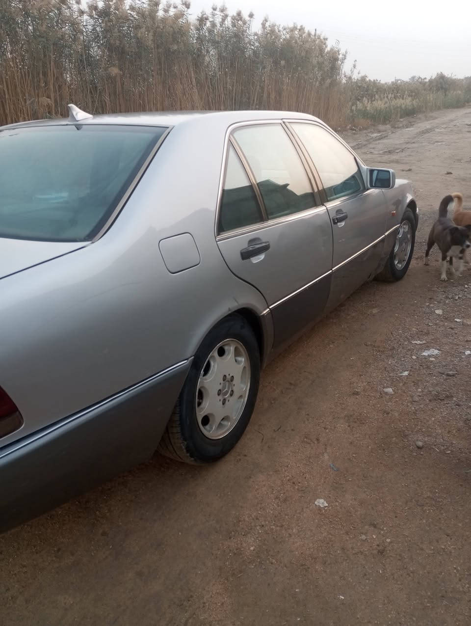 مارسيدس شبح موديل 96 السنوية باسمي السياره بلاديه بدون ضربه بدون معجون كهربائيات  كامله حداديه 70بالمئه 
السعر 70بيها مجال 
***********
***********
