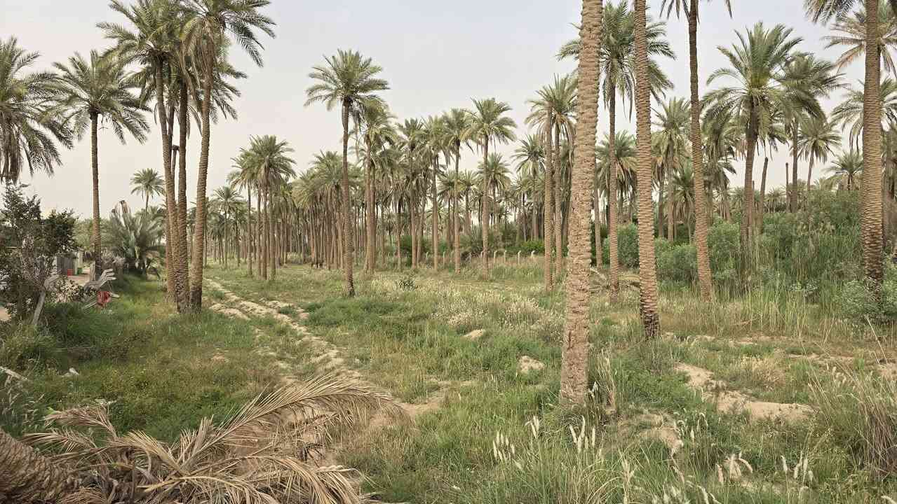 أرض زراعية للبيع 

🔴 التفاصيل 

🔹️ مطلة على شط الكوفة 
🔹️ على الشارع العام 
🔹️ العرض بداية الأرض( 45 ) متر . وبعدين يصير العرض ( 60 ) متر 
🔹️ مساحة الأرض الكلية 8 دونم 
🔹️ مساحة الأرض الشاطية 1000 متر 
🔹️ مسيجة بالكامل 
🔹️ طابو سند 25 
🔹️ باسم شخص واحد 
🔹️ متوفر جميع الخدمات 

🔴 سعر الدونم 60 مليون 

🔸️ الموقع : الكوفة شارع ال عيسى 

للتواصل والاستفسار 
***********
***********
امجد ابو حسن
