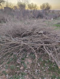 اسلام عليكم يوجد حطب اليريد يجي ياخذو كلهن يتصل على ارقم 07815584580 ا...