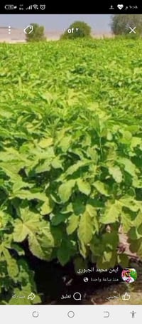 يتوفر بزر باميه چف الطير مال بيت بالشرط سعر مناسب وكميه محدوده الشراي ...