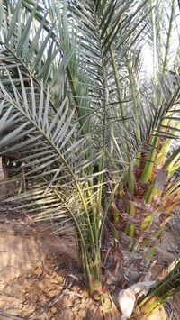 فسائل نخيل • مكاني كوت • أسعار مناسبة