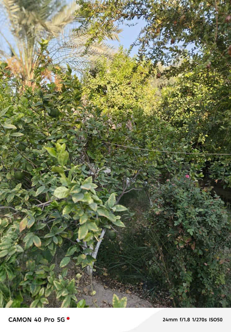 ياالله مزرعه مساحتها 1600م علئ طريق ياحسين كربلاء بغداد قبل جسر المسيب مقابيل منتزه الارجوان تبعد عن الشارع العام 80م جنس الارض طابو زراعي سند ٢٥ تحويل مباشر مشجره كل انواع الاشجار مثمره مع بناء 150م
الاستفسار :🏡 الاتصال علئ الارقام ⬇️
*********** 📲اتصال
*********** 🟩وتساب 
جاهزون لعرض كافه العقارات
